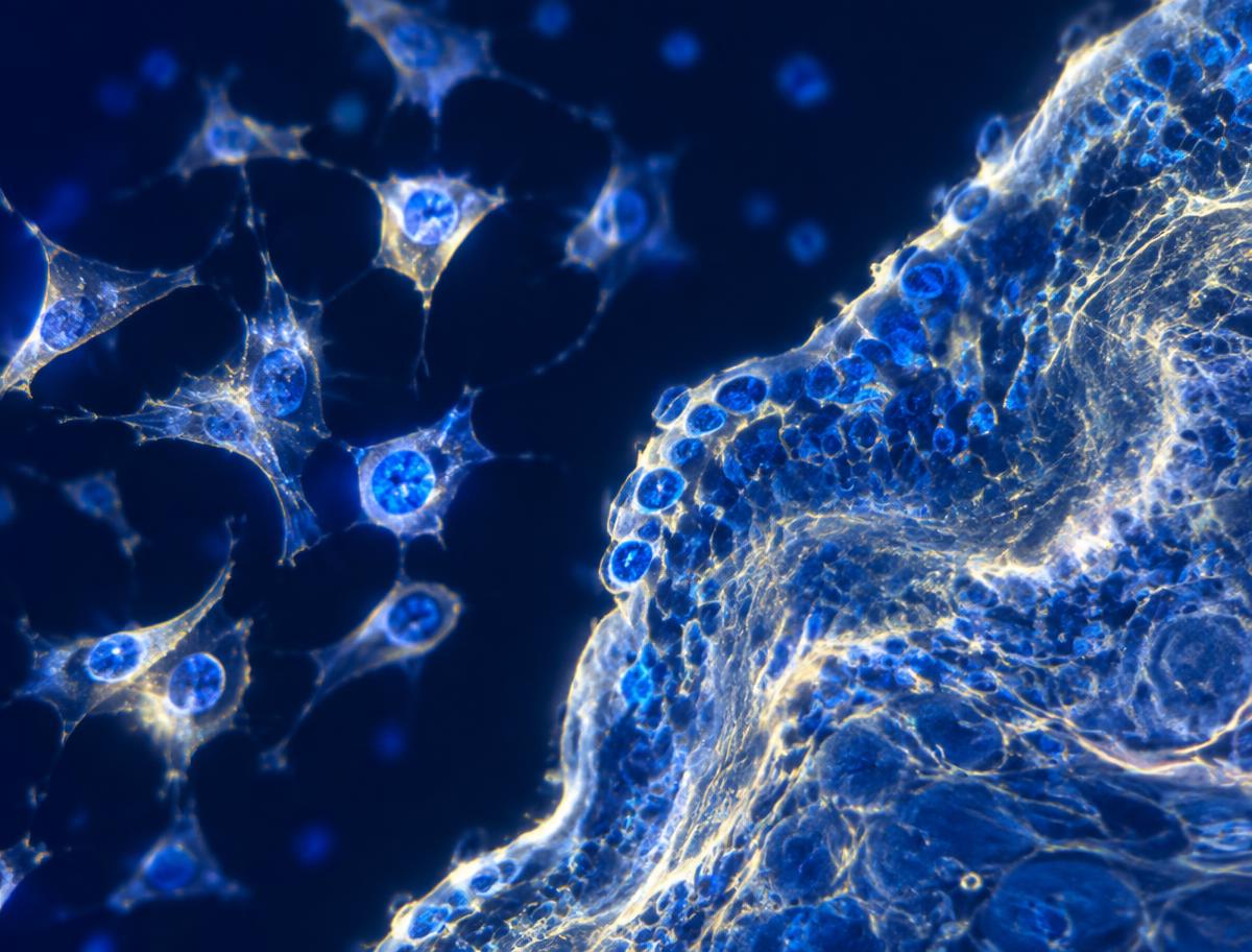 Human cells and regenerating tissue under fluorescence microscopy